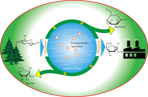 Efficient conversion of glucose to fructose by endogenous polyamine spermine-assisted isomerization.